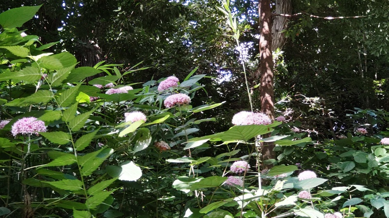 ボタンクサギ 横浜市旭区希望が丘水の森公園