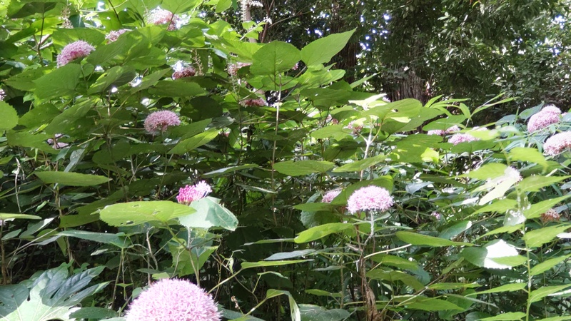 ボタンクサギ 横浜市旭区希望が丘水の森公園