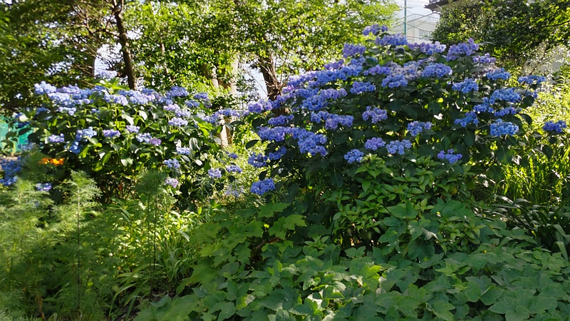 アジサイ 横浜市旭区希望が丘水の森公園