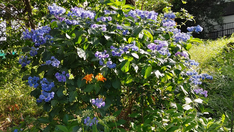アジサイとオニユリ 横浜市旭区希望が丘水の森公園