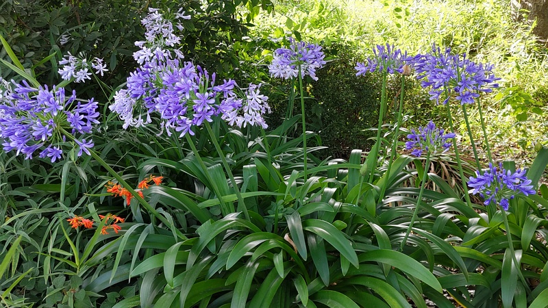 ムラサキクンシラン 横浜市旭区希望が丘水の森公園