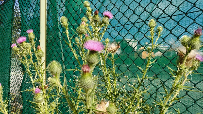 アメリカオニアザミ 横浜市旭区南希望が丘