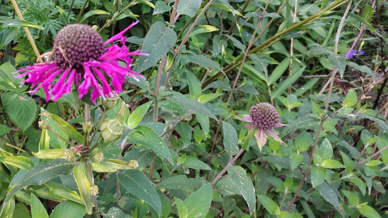 タイマツバナ 横浜市旭区希望が丘水の森公園