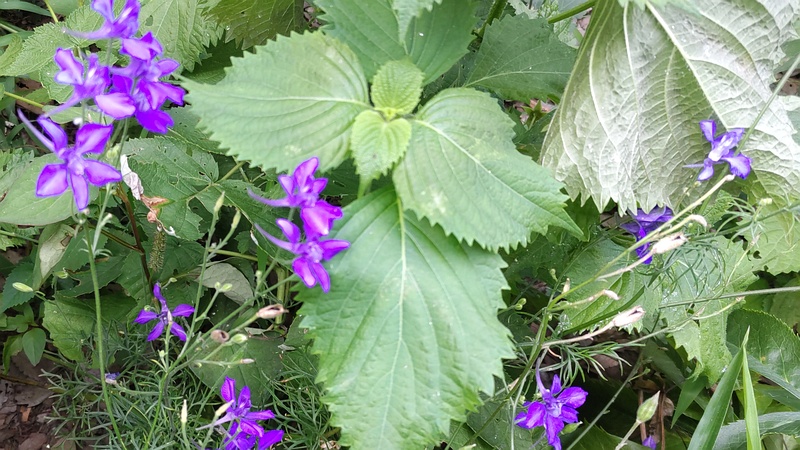 ヒエンソウ 横浜市旭区希望が丘水の森公園