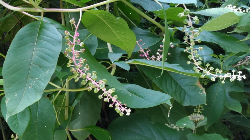 ヨウシュヤマゴボウ 横浜市旭区希望が丘水の森公園