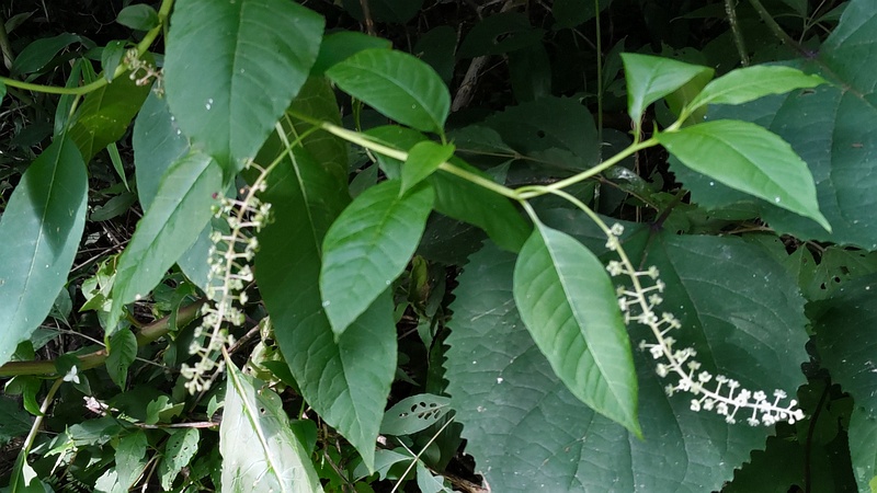 ヨウシュヤマゴボウ 横浜市旭区希望が丘水の森公園