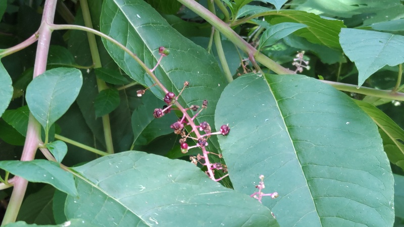ヨウシュヤマゴボウ 横浜市旭区希望が丘水の森公園
