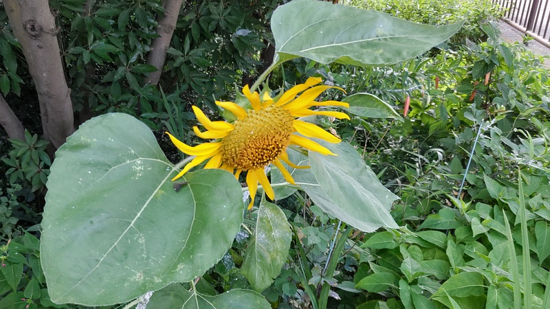 ヒマワリ 横浜市旭区希望が丘水の森公園