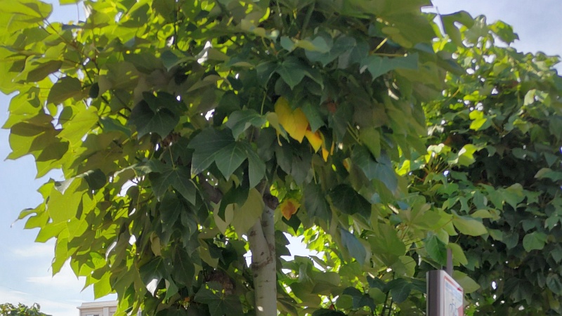 キリ 横浜市旭区中希望が丘