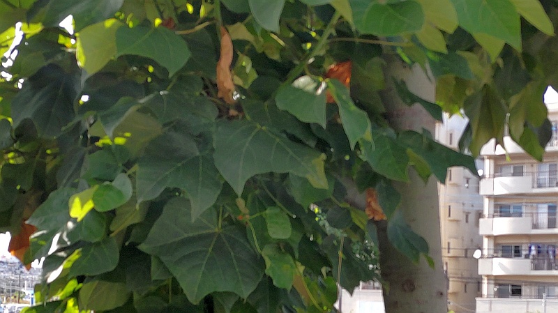 キリ 横浜市旭区中希望が丘