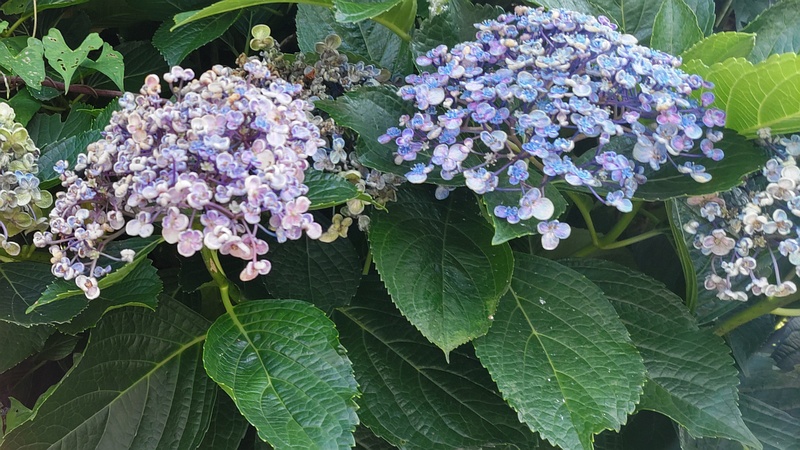 ウズアジサイ 横浜市旭区中希望が丘