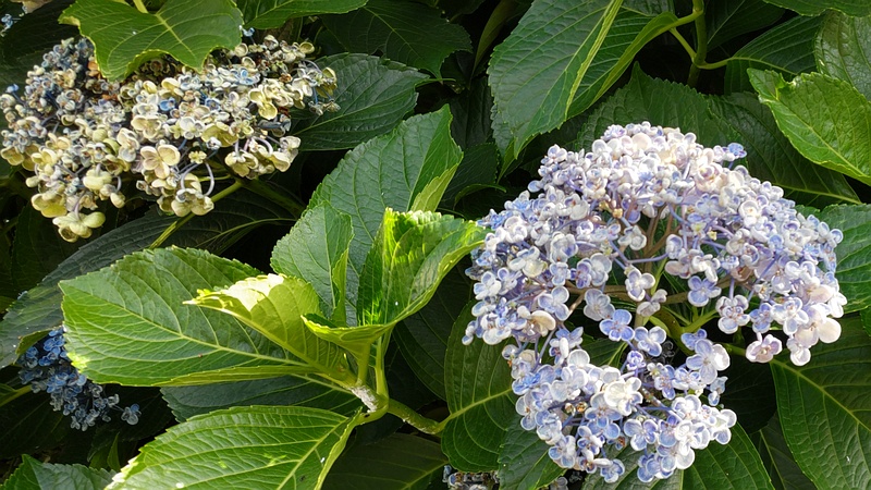 ウズアジサイ 横浜市旭区中希望が丘