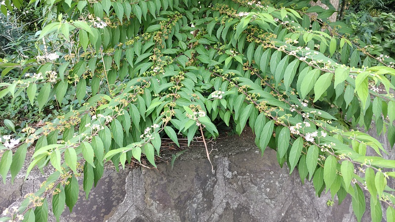 コムラサキの花 横浜市旭区中希望が丘