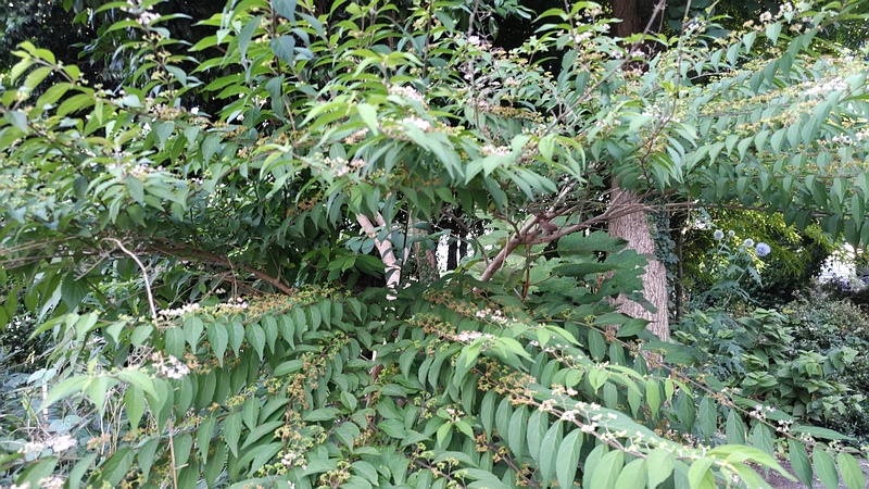 コムラサキの花 横浜市旭区中希望が丘