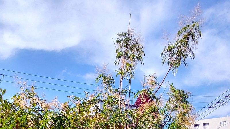 タケニグサ 横浜市旭区中希望が丘