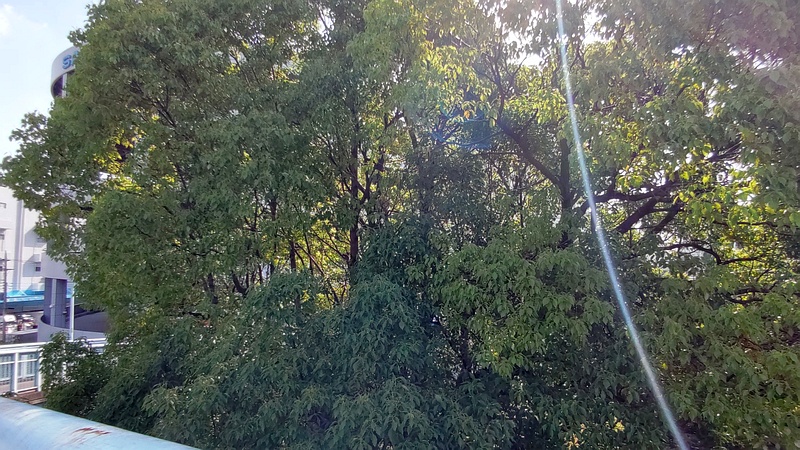 歩道橋沿いのクスノキ 東京都大田区平和島公園