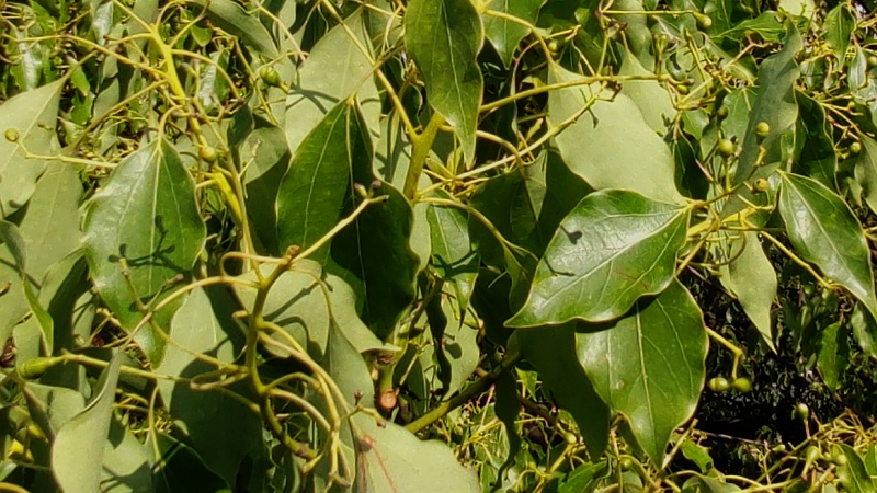 クスノキの若い果実 東京都大田区平和島公園