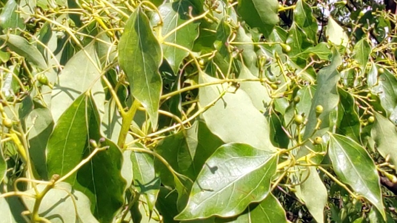 クスノキの若い果実 東京都大田区平和島公園