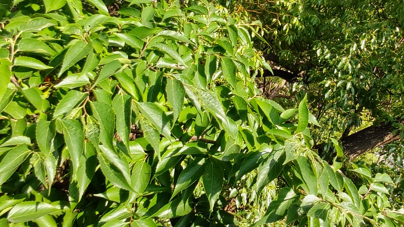 エノキ 東京都大田区平和島公園