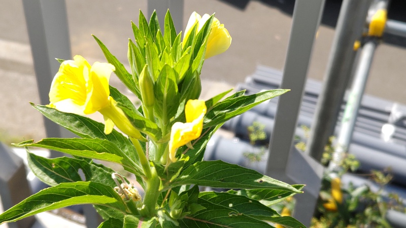 メマツヨイグサ 東京都大田区大和大橋