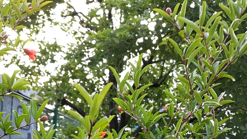ザクロの花と果実 東京都大田区平和島