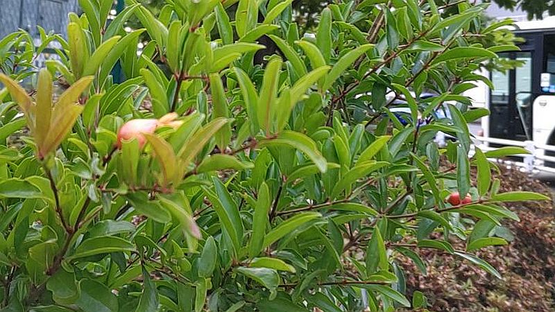 ザクロの花と果実 東京都大田区平和島