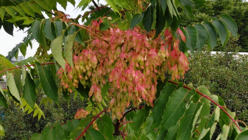 ニワウルシの果実 東京都大田区平和島公園