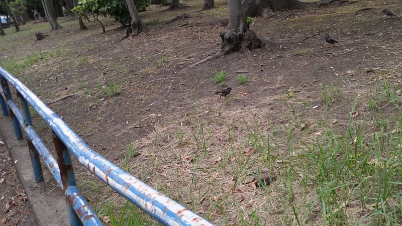 ムクドリ 東京都大田区平和島公園