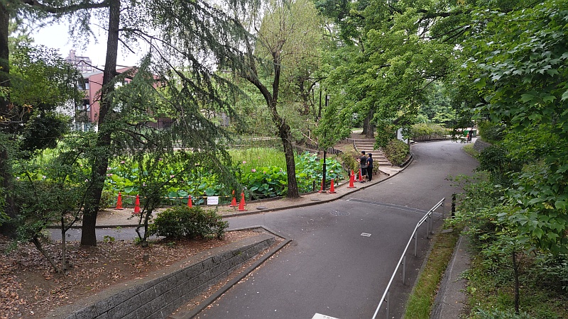 通勤路の小橋から蓮池を望む 東京都大田区平和の森公園