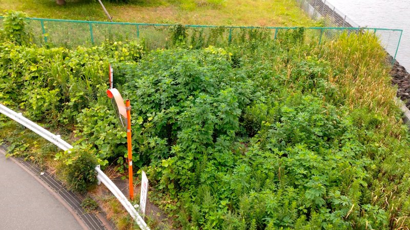 排水溝の上の雑草群 東京都大田区大和大橋