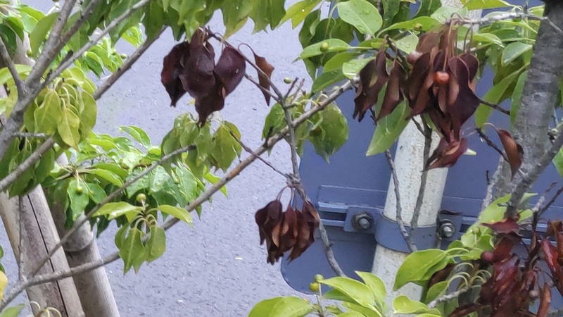 ソヨゴの枯死 東京都大田区平和島公園
