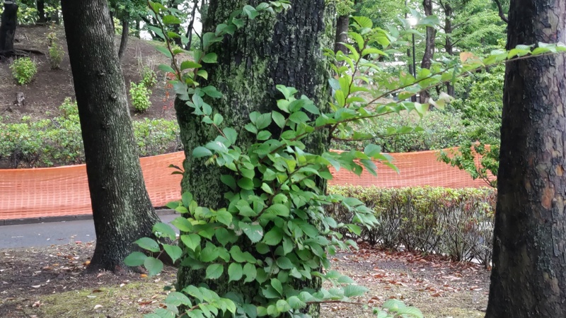 アキニレ 東京都大田区平和島公園