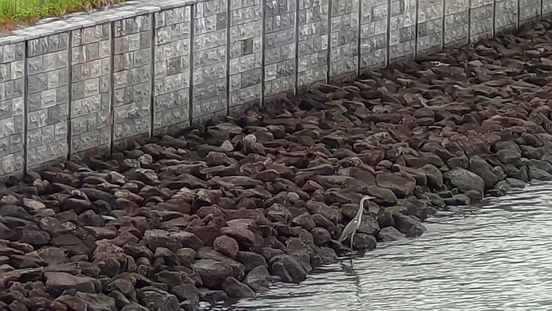 朝のアオサギ 東京都大田区大和大橋