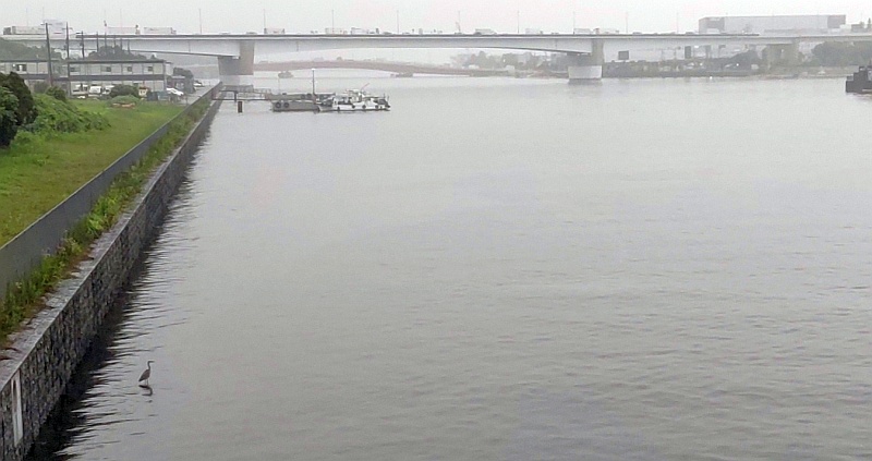 夕方の雨の中のアオサギ 東京都大田区大和大橋