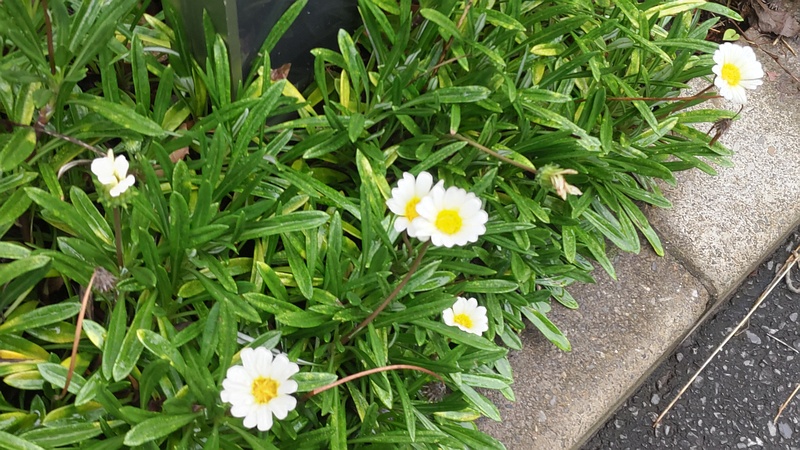 ガザニアの花 東京都大田区平和の森公園