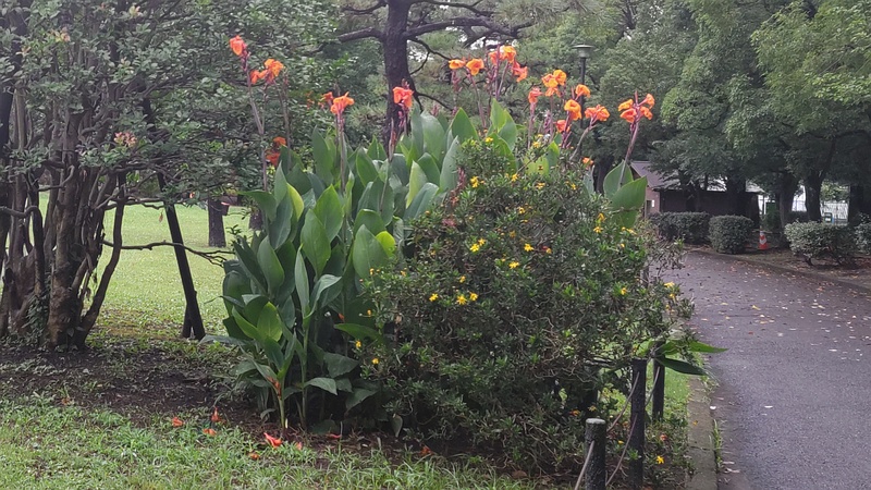 マーガレットコスモス、カンナ、セイヨウヒイラギ 東京都大田区平和島公園