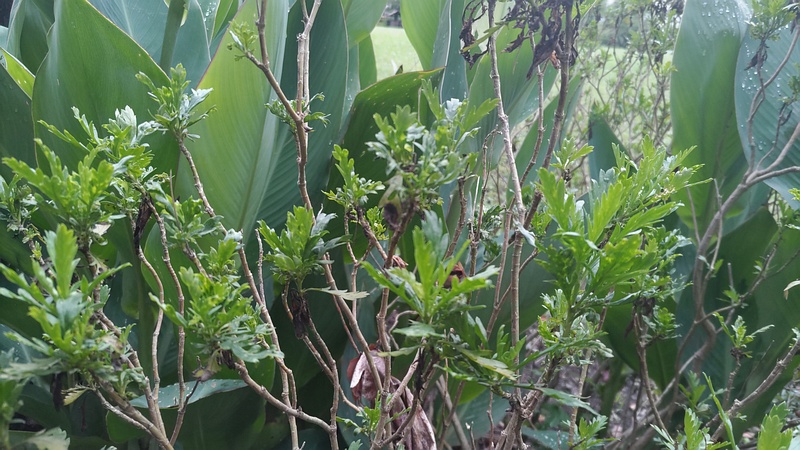マーガレットコスモス 東京都大田区平和島公園