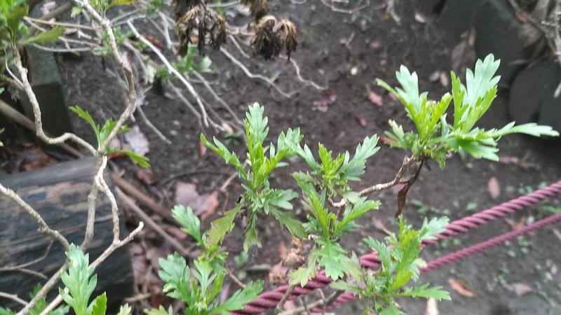 マーガレットコスモス 東京都大田区平和島公園