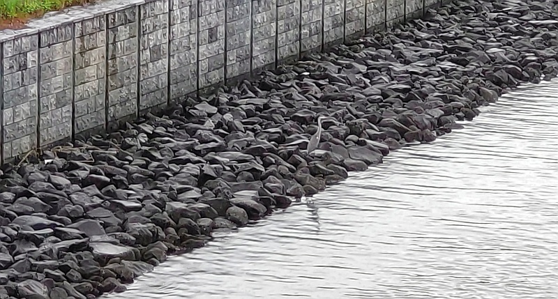 翌朝の雨の中のアオサギ 東京都大田区大和大橋