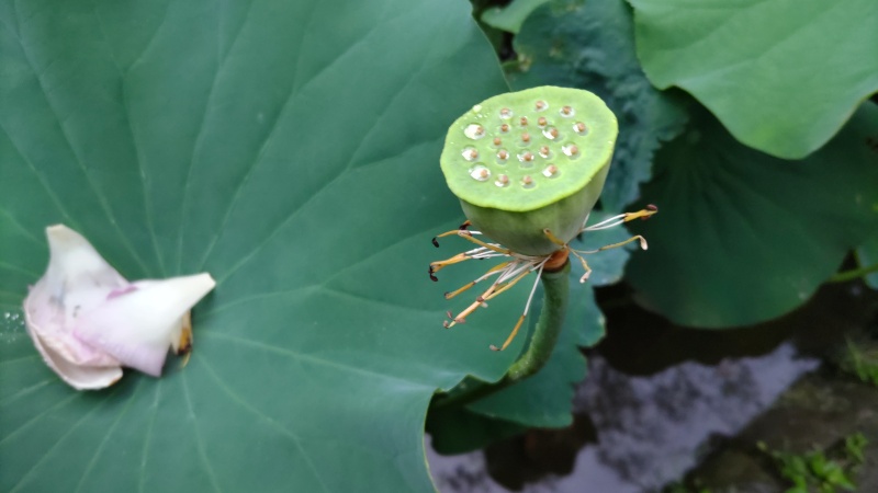 ハスの花托 東京都大田区平和の森公園