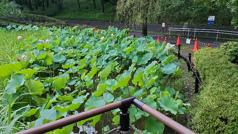 夕方の蓮池 東京都大田区平和の森公園