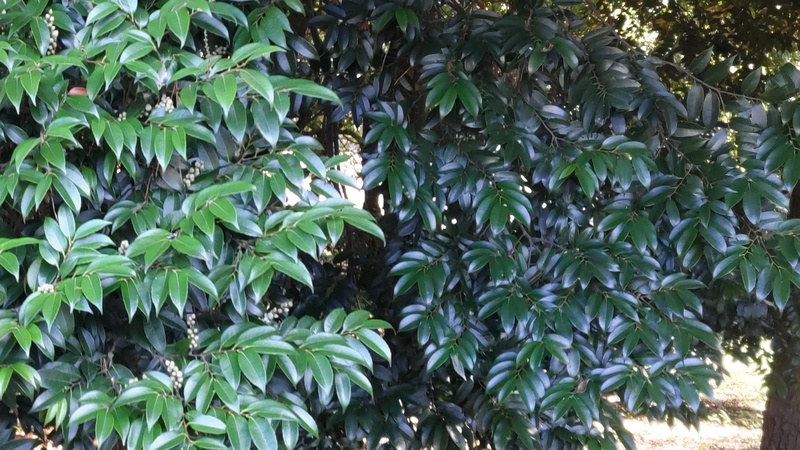 スダジイの雌花と果実 横浜市旭区希望が丘水の森公園