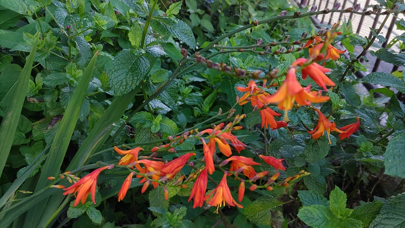 ヒメヒオウギズイセンの花 横浜市旭区希望が丘水の森公園