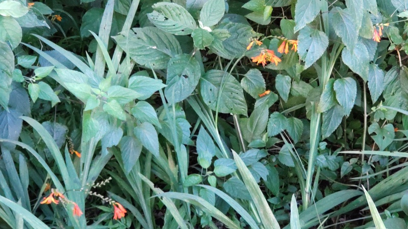 ヒメヒオウギズイセンの花 横浜市旭区希望が丘水の森公園