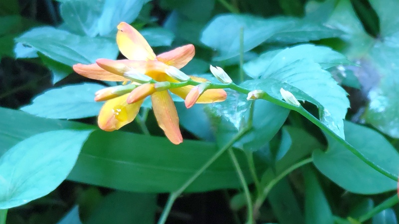 ヒメヒオウギズイセンの花 横浜市旭区希望が丘水の森公園