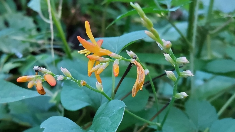 ヒメヒオウギズイセンの花 横浜市旭区希望が丘水の森公園