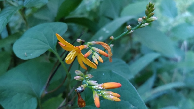 ヒメヒオウギズイセンの花 横浜市旭区希望が丘水の森公園