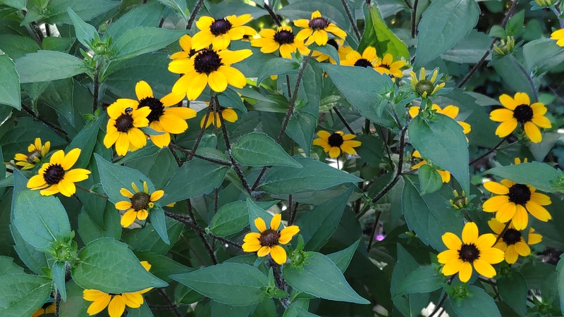 ミツバオオハンゴンソウ 横浜市旭区希望が丘水の森公園