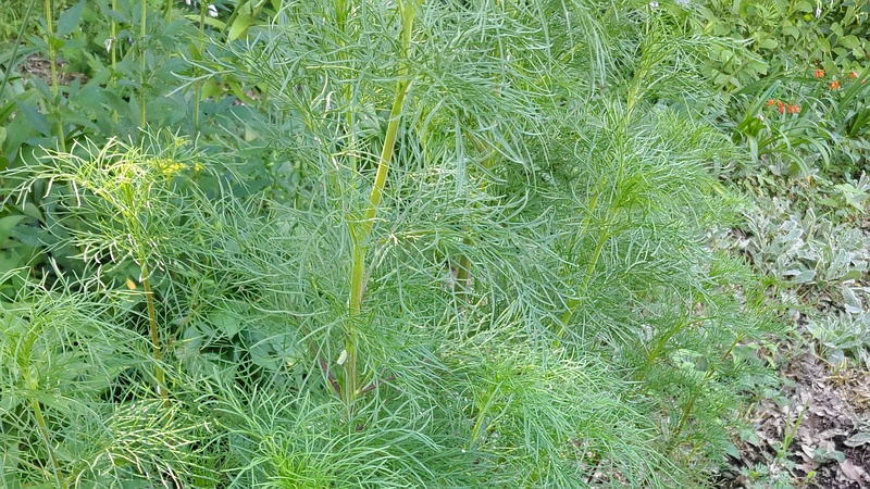 コスモス 横浜市旭区希望が丘水の森公園