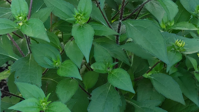 ミツバオオハンゴンソウの蕾 横浜市旭区希望が丘水の森公園